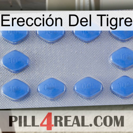 Erección Del Tigre 21